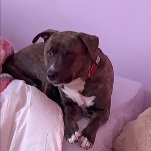 Meet your Posher, Grace